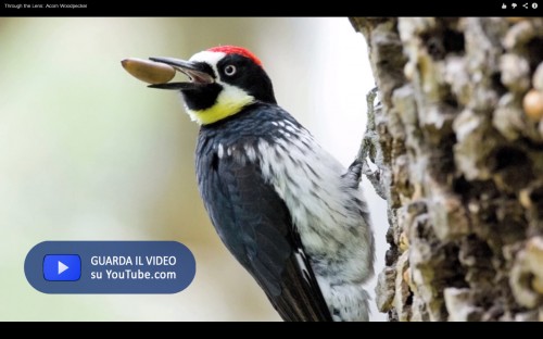 Acorn Woodpecker 2