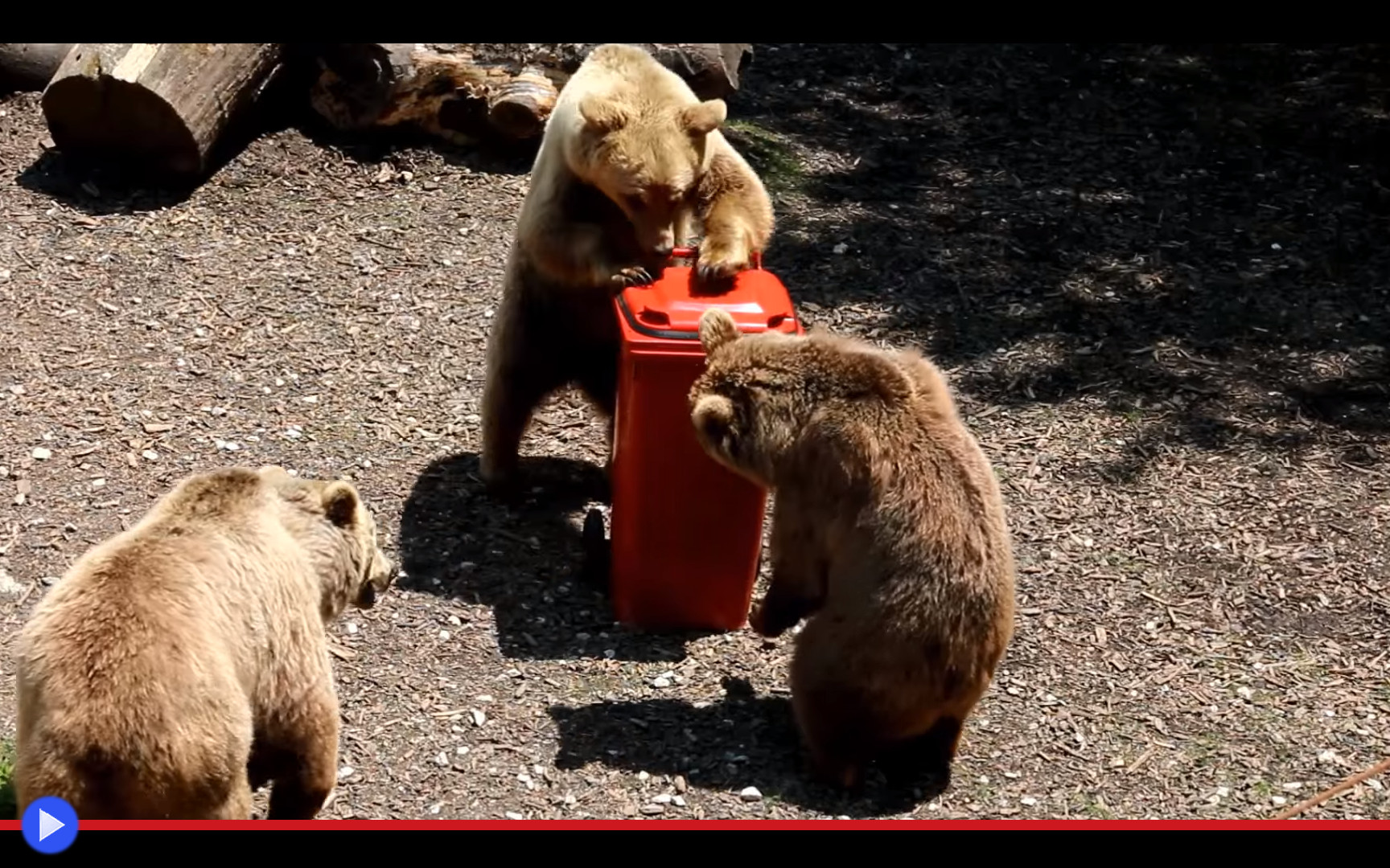 Bear bin. Мишка проходит испытания.