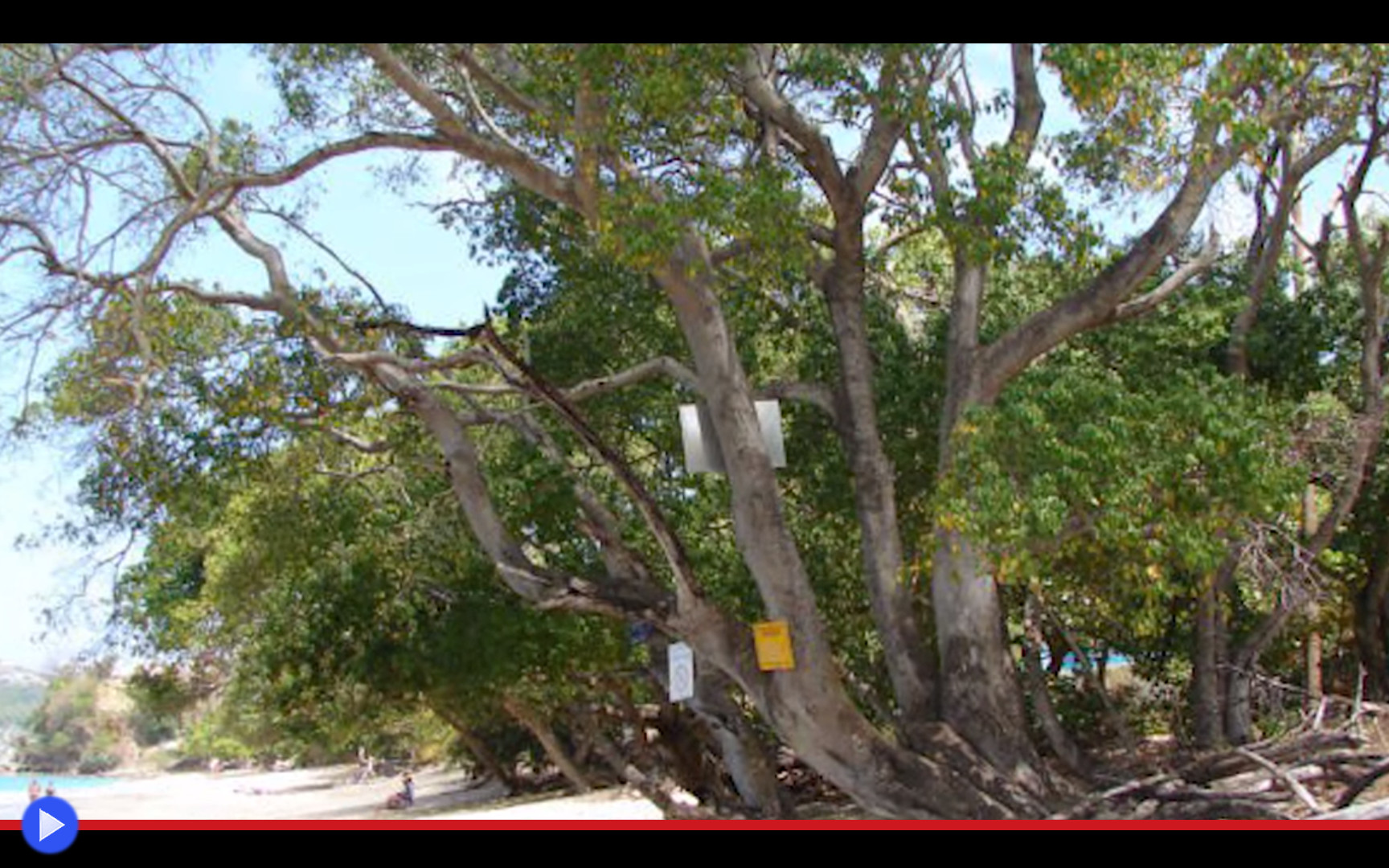 Ядовитое дерево на Кубе