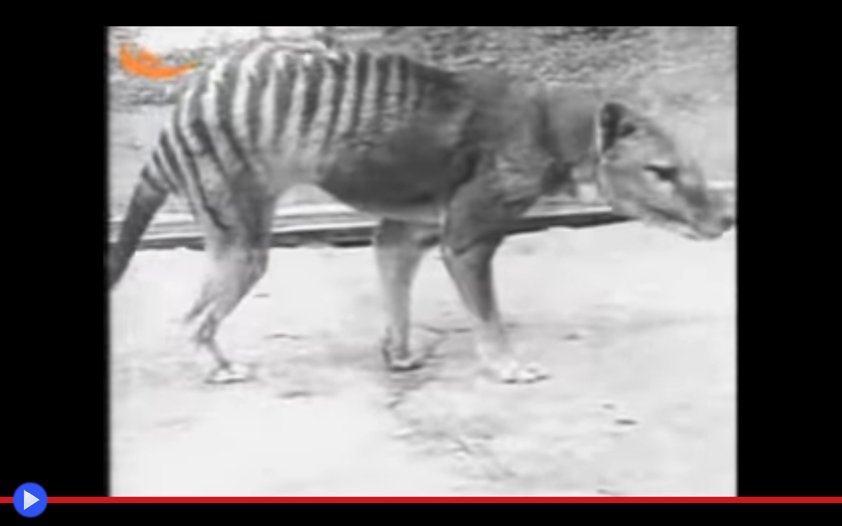 Сумчатый волк последнее фото в зоопарке 1933