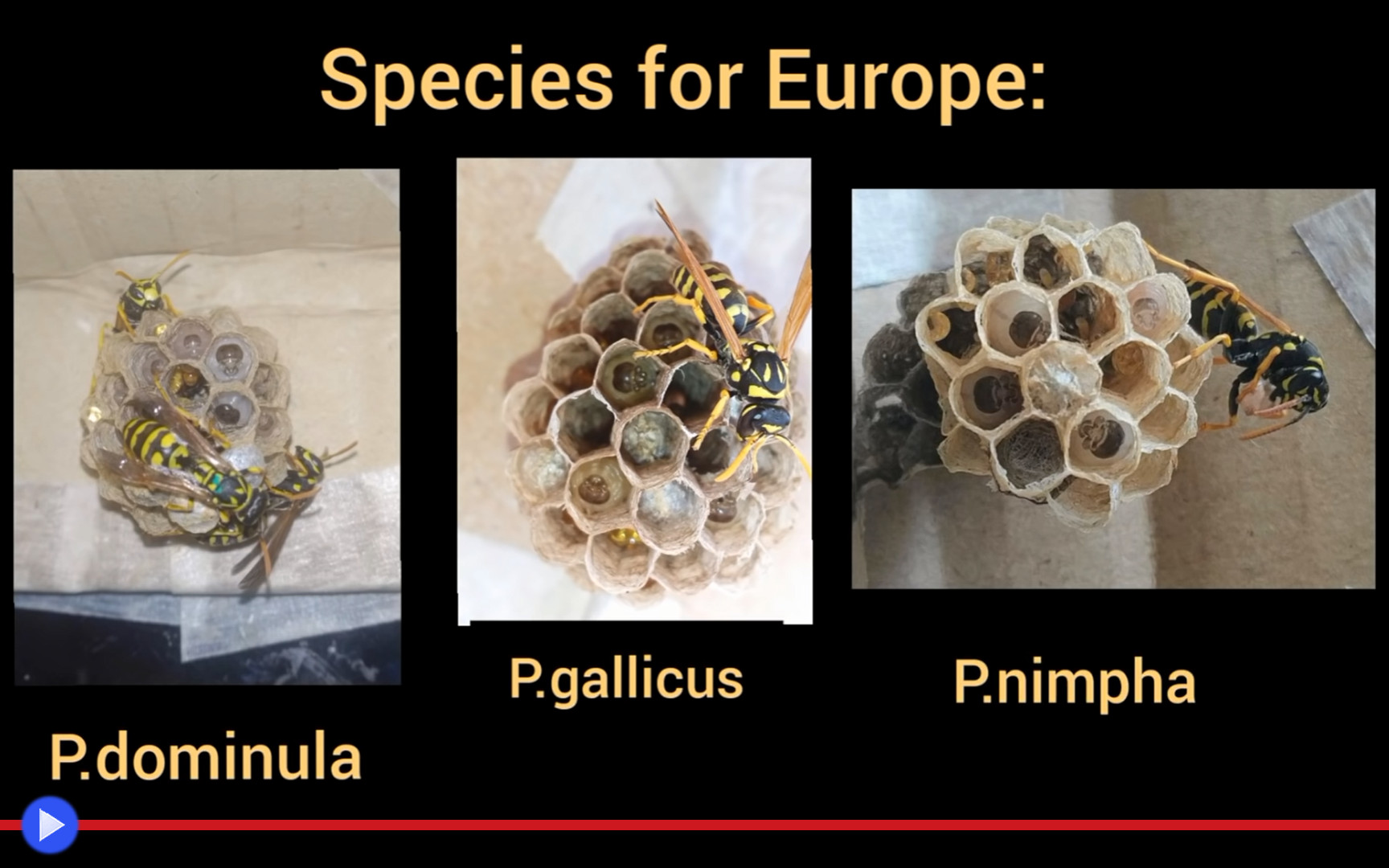Consigli dall'esperto: mai pensato di adottare un vero nido di vespe? – Il blog  di Jacopo Ranieri