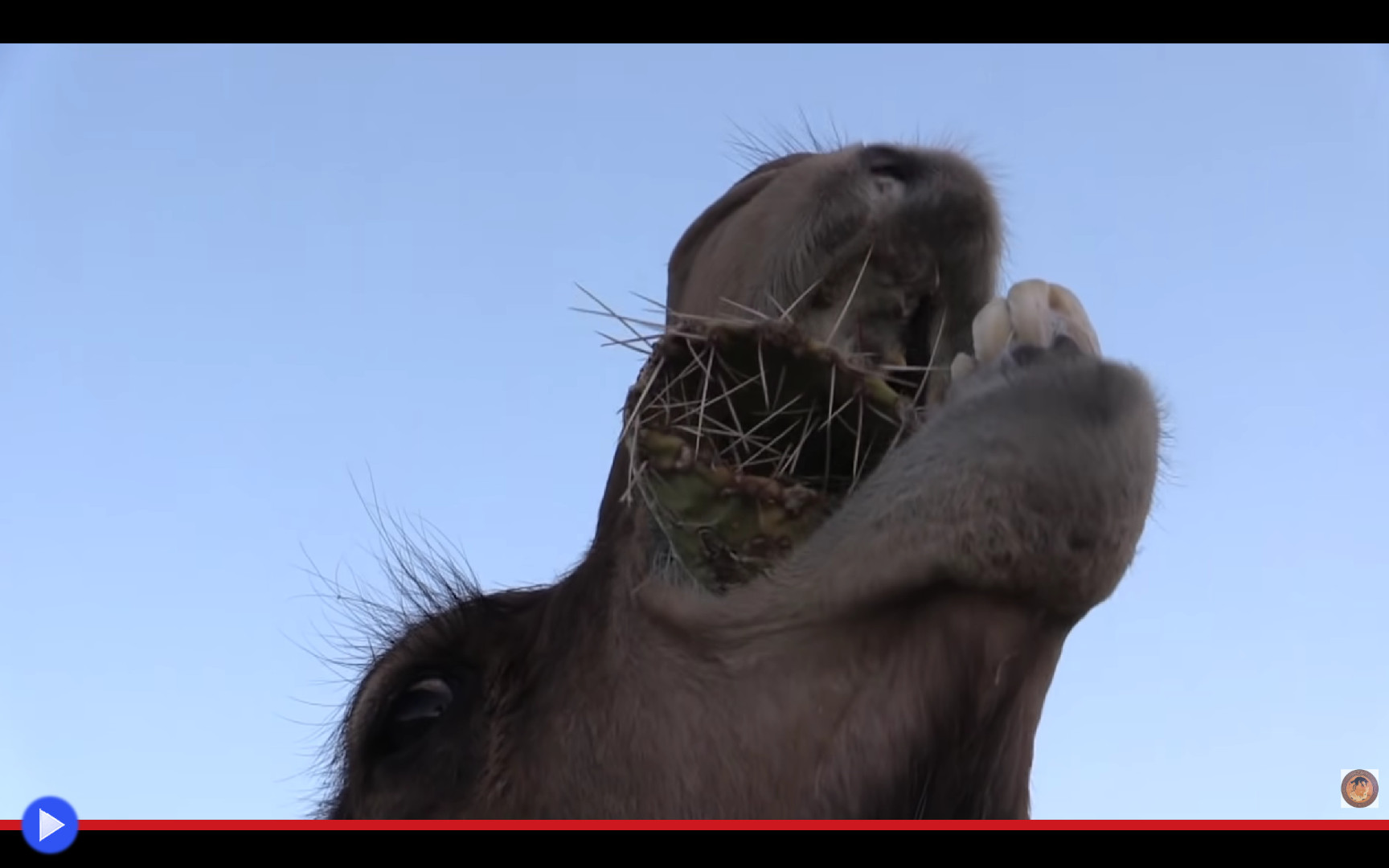 Верблюд ест колючки